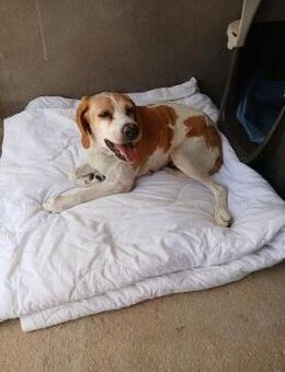 Franzi sucht Familienanschluß - Bergkirchen