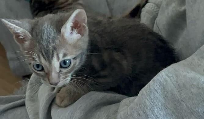 Bengal kitten - Velbert