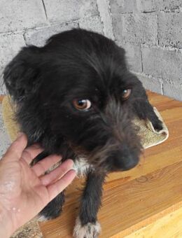 Lotte, eine kleine, bezaubernde Hündin - Köln