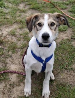 Ozzy - junger Wirbelwind - Löwenberger Land