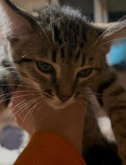 Kitten. Mix, Katzen - Neuwied