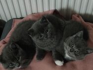3 British Kurzhaar Kitten - Köln
