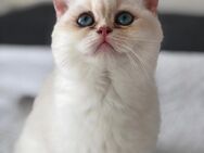 BKH Blaue Augen Kerngesund DECKKATER - Köln