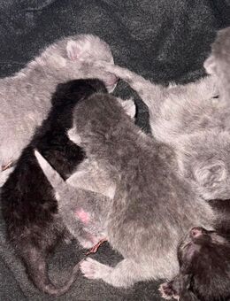 6 gesunde reinrassige BKH Kitten - Marl (Nordrhein-Westfalen)