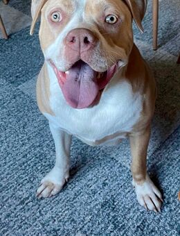 American Bully XL Hündin - Bad Hersfeld