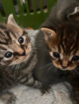Kitten BKH-mix - Köln