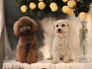 Maltipoo F1 Welpen - Sulingen