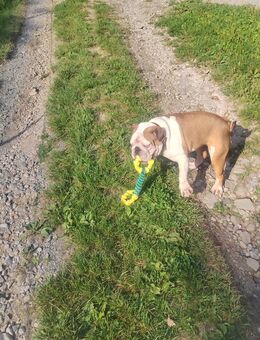 Dekrüder Gesucht English Buldoge - Heidelberg