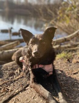 💜 JOY 💜 AUF PS IN DEUTSCHLAND! - Alfeld (Leine)