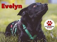 verschmuste Evelyn sucht ihre Menschen - Margetshöchheim