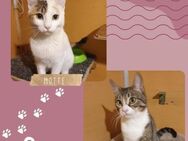Katzen Motte und Percy warten auf Dich - Lalendorf