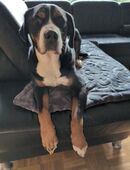 Berner Sennen Mix Hündin 4 J. sucht neues Zuhause in 34346