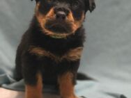Rottweiler Welpen (Rüden) - Dernbach (Landkreis Südliche Weinstraße)