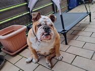 Reinrassige Englische Bulldogge - Lichtenfels (Bayern)