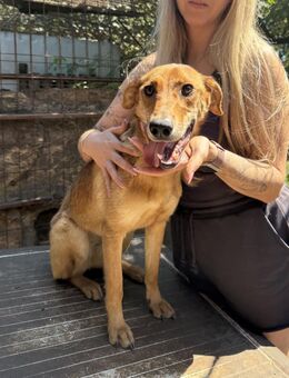 Lujzi sucht ein Zuhause - Köln
