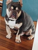Bulldogge in 39104