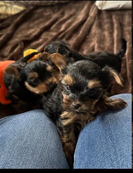 Yorkshire Terrier Welpen zu verkaufen - Büren Zentrum