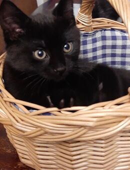 Kleine Katzen zu Verkauf - Golßen Zentrum