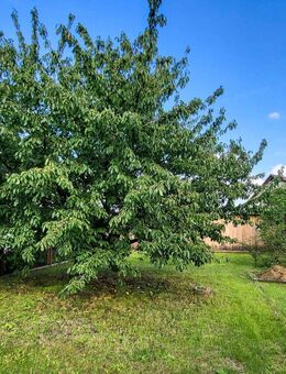 Der Anfang ist gemacht ! - Muldestausee