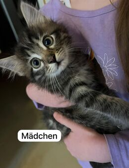 Maine-Coon/Havana Kitten Mix - Berlin Mitte