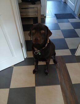 Labrador braun - Rommerskirchen