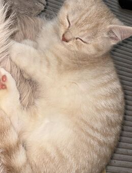 Wunderschöne Bkh Mischlingskitten abgabebereit - Bonn