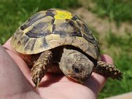 3-jährige Griechische Landschildkröten - Freilassing