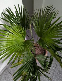 Hanfpalme Trachycarpus wagnerianus ca. 115 cm (winterhart) - Stuttgart