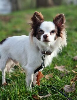 Chihuahua sucht ein neues liebevolles Zuhause - Crimmitschau