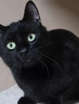 ATHOS - ein Traum im Katerpelz! - Sulzbach-Laufen