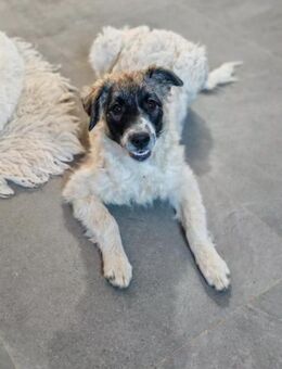 💕Amy💕 sucht eine liebe Familie - Freilassing