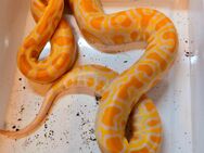 Tigerpython Albino 0.1 - Kirchhain