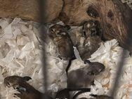 Degu Babys - Urbar (Landkreis Mayen-Koblenz)