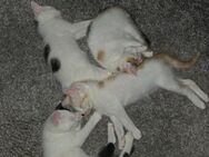 Mix Kitten suchen neues zuhause - Falkensee