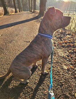 Hund Baxx sucht ein neues Zuhause - Bad Pyrmont