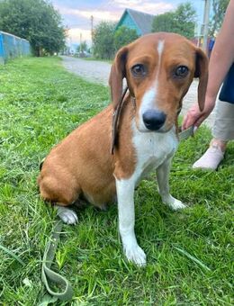 Verchmuste Daisy sucht ein Zuhause - Ottweiler