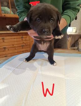 Süße Hundewelpen - Hettstedt Zentrum