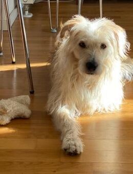 Oggy - Toller, verschmuster Rüde auf PS - Berlin