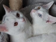 Türkisch Angora Van bald Kitten da !! 3 sind bereits reserviert❤️ - Bielefeld
