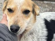 Hanni sucht liebe Menschen - Neuhausen (Fildern)