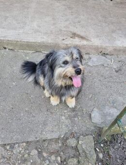 Mila; trauert um ihr Frauchen - Geilenkirchen