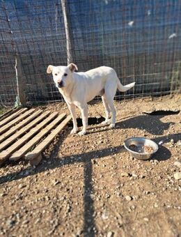 Steel - Notfall-sucht nur Paten - Grevenbroich