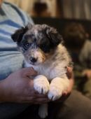 2 Australian Shepherd welpen suchen noch ein Zuhause in 86825