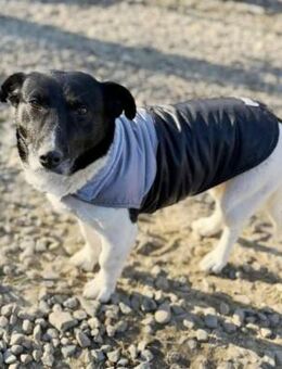 Ida-freundlich, anhänglich, in DE 25746 - Blankenheim (Nordrhein-Westfalen)