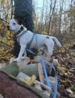 Grisu sucht ein neues Zuhause 🏡 - Schönebeck (Elbe)