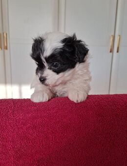 Bolonka-Welpe - Sömmerda