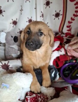 Aaron soll nicht in Rumänien aufwachsen - Blankenheim (Nordrhein-Westfalen)