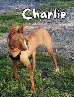 Charlie ein bezauberndes Mädchen - Berlin