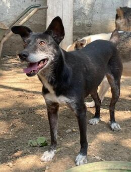 ❣️arme Zuza sucht ihre Familie ❣️ - Eislingen (Fils)