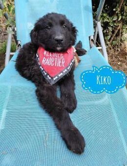 Kiko ein kleiner Schatz - Flörsheim-Dalsheim